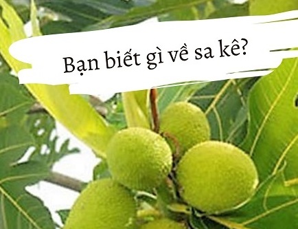 10 lợi ích sức khỏe của cây sa kê